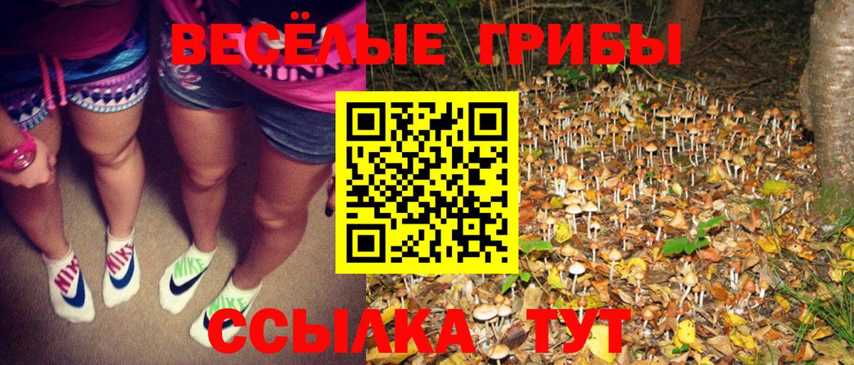 Галлюциногенные грибы Psilocybe Волгоград